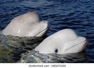 Beluga White Whales On The Sea Surface