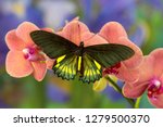 Belus Swallowtail Butterfly, Battus belus Cochabamba on orchid