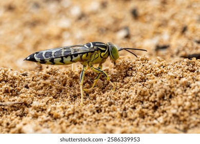 Una avispa de arena Bembix oculata (Hymenoptera, Crabronidae), también conocida como Avispa de la Arena.