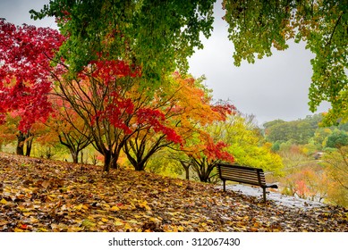 Bench in autumn park during the rain