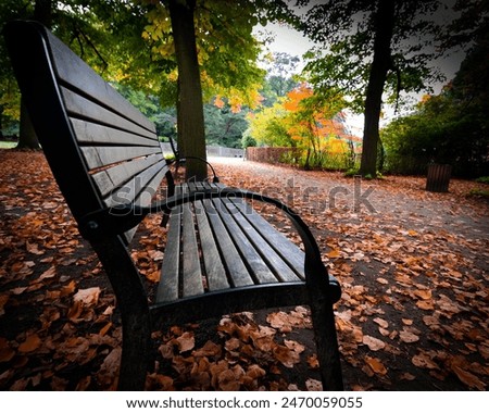 bench in the autumn road with colorful leaves