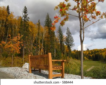 Bench by mountainash tree