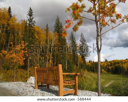 Bench by mountainash tree