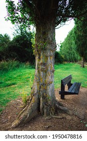 A bench by a tree in a park with rows of trees in the background.