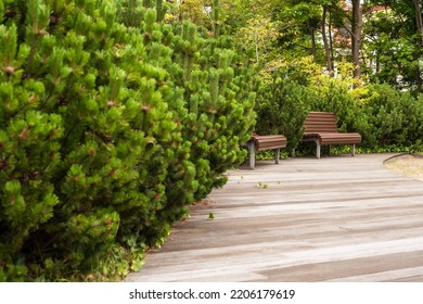 A bench in a charming corner, surrounded by greenery. A place to rest in the city park, among green plants. traditional wooden bench in the park. Rustic wooden garden bench seat in the garden.