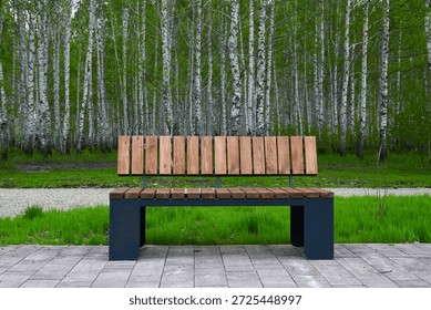 bench in a clearing in the forest