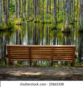 Bench In A Cypress Swamp