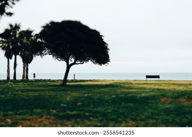 Bench empty on the deserted seafront with sea view Green grass on the lawn in the city park Place to rest Silhouettes of green trees and palms outdoor - Powered by Shutterstock