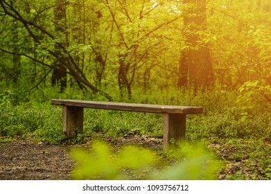 Bench in the forest