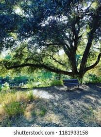 Bench in the Forest