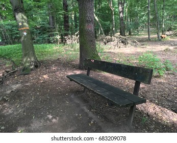 Bench in the Forest