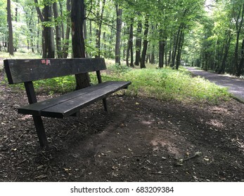 Bench in the Forest