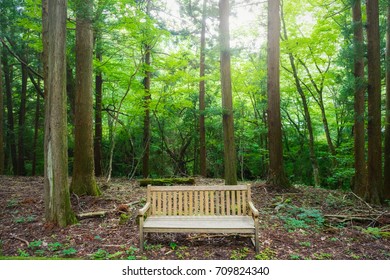 Bench in the forest