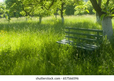 bench in garden