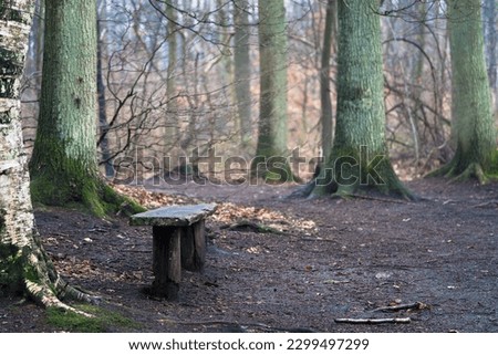 Bench in the left side of a forest foot path
