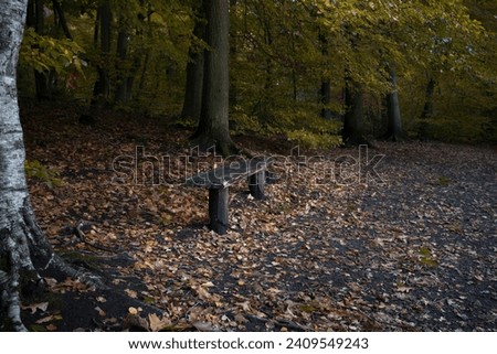 Bench in the left side of a forest foot path with autumn leaves on the ground and trees