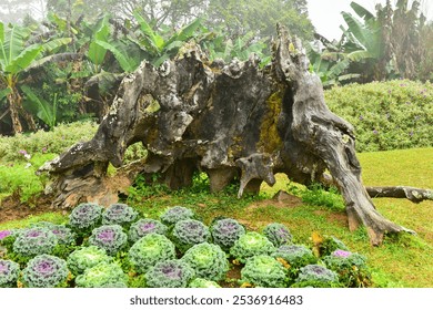 A bench made from a large old dry log is placed in a garden on a cold, foggy mountaintop. - Powered by Shutterstock