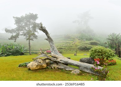 A bench made from a large old dry log is placed in a garden on a cold, foggy mountaintop. - Powered by Shutterstock