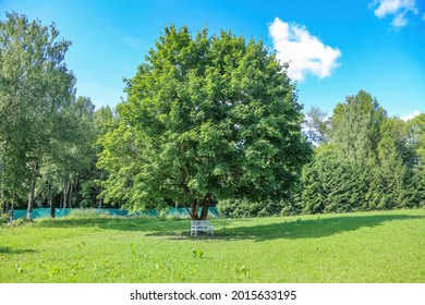 A Bench Made Of White Boards In The Shade Of A Perennial Oak Tree In A City Park In Summer