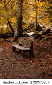 A bench in the middle of the forest 
