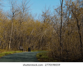 Bench in middle of the forest path