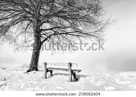 bench on a foggy and snowy winter day