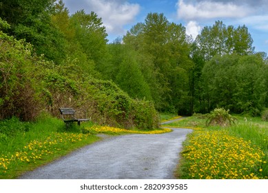 Bench on a Lush Forest Path. A lush park walkway lined with dandelions with a wooden bench. 
