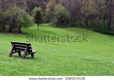 Bench overlooking the clearing