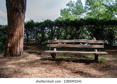
Bench in park with tree