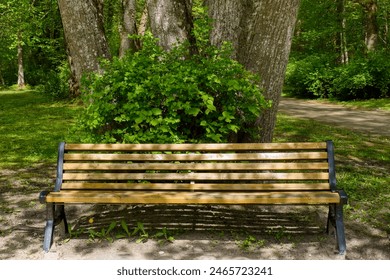 Bench in the park under a tree.