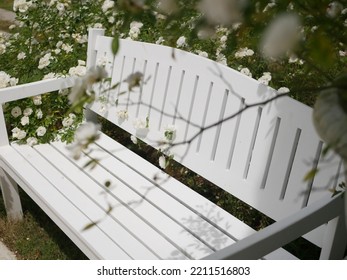 A Bench Is In A Rose Garden