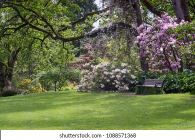A bench sits on a shaded lawn surrounded by rhododernons in Eugene Oregon's Hendricks Park.