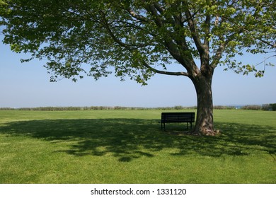 Bench Sitting In Shade Under Tree