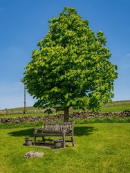 A Bench And A Tree In Lower Wharfedale, Near Hartlington, North Yorkshire, England, UK