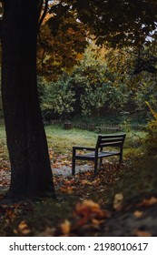 A Bench Under The Big Maple Tree In A Park In The Fall Season With No People