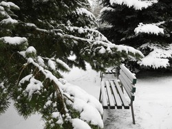 A Bench Under Snow Near Trees