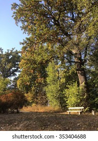 Bench under the tree 