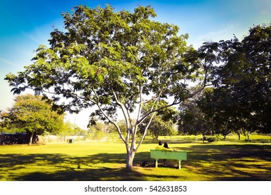 Bench under tree