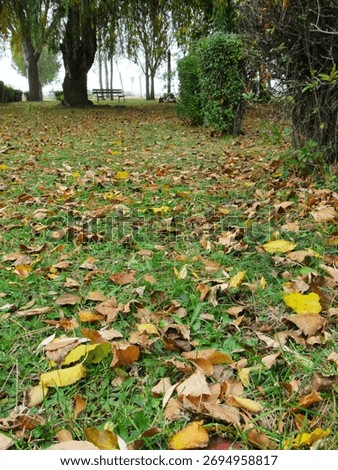 bench under the tree - alone - lonelyness- hello autumn - fall colored leaves in grass in park