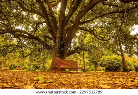 A bench under a tree in the autumn park. Autumn park bench. Park bench in autumn. Autumn park bench view
