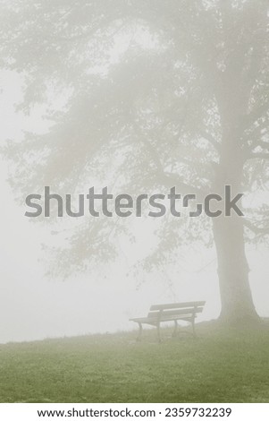 a bench under a tree in the fog. Sadness of a bench under a tree with mist. Fog wrapping a bench and a tree. Fall atmosphere.