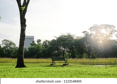 The bench under tree in front of field of flowers at morning and sun is sunshine.
