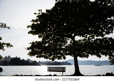 bench under the tree in front of the sea