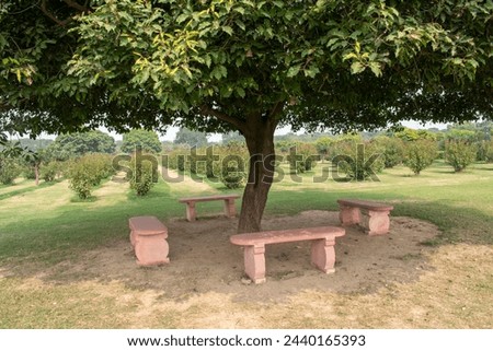 Bench under a tree in Mehtab Bagh aka Moonlight Garden in Agra. Picnic tables benches in the shade of a tree in summer. Stone park bench underneath a tree with lush green foliage. Bench in the park.