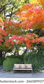The bench under the trees.