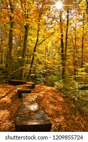 benches in autumn forest