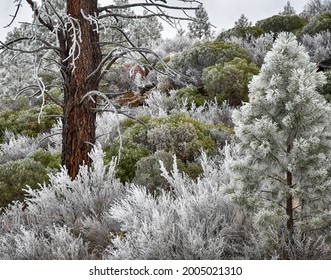 Bend, Oregon, USA, Frosted Conifers And Desert Shrubs Celebrate The High Desert New Year.