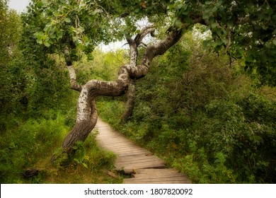 Bending and twisting trees beside a wooden boardwalk at the Crooked Trees tourism site in a sunny summer rural landscape