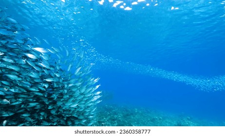 Beneath the ocean's depths lies a plethora of fish, each with varying colors, sizes, and species, weaving a vibrant tapestry of marine existence