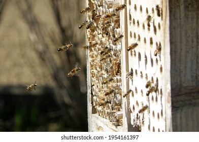 Beneficial Insect Hotel In Austria, Europe